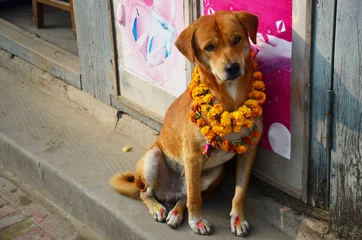 Deurstickers Nepal Kukur Tihar (aanbidding van de hond) in Tihar Deepawali festival