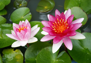 beautiful pink waterlily or lotus flower in pond