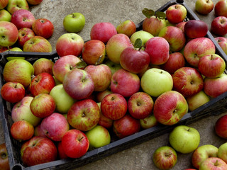 Naklejka na ściany i meble fresh harvested apples in plastic container