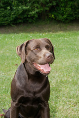 Fototapeta premium Labrador Bully 3
