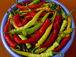 fresh harvested giant hot chili peppers preparing for pickling
