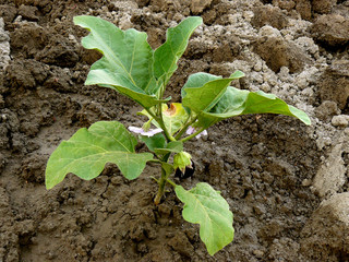 growing eggplant with first fruit