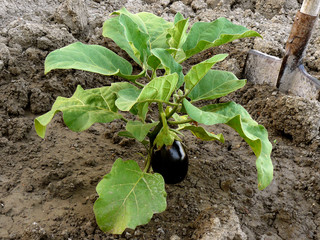 growing eggplant with first fruit