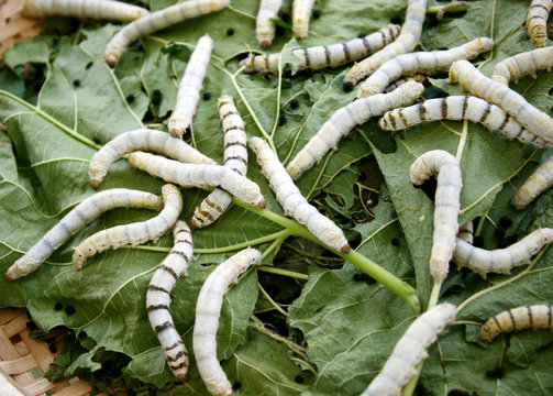 Close up Silkworm eating mulberry green leaf