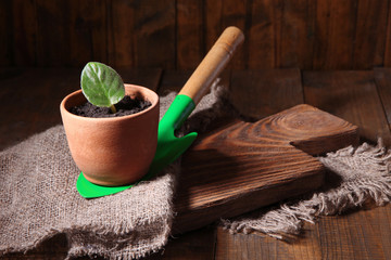 Germ at pot and scapula on wooden table close-up