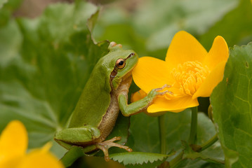 Fototapeta premium European tree frog (Hyla arborea formerly Rana arborea)