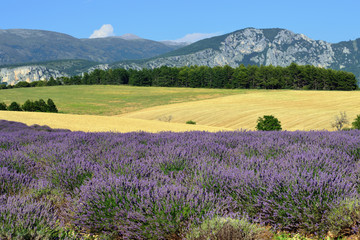 Fototapeta na wymiar Provence rural landscape