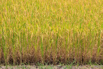 Obraz premium Rice plant in paddy