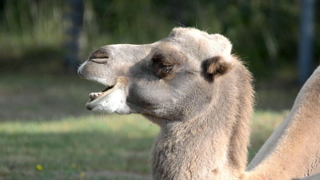 Bactrian camel (Camelus bactrian)