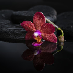 spa concept  of dark purple orchid (phalaenopsis), bud on zen st