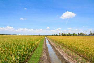 Fototapeta na wymiar Irrigation canal in rice field