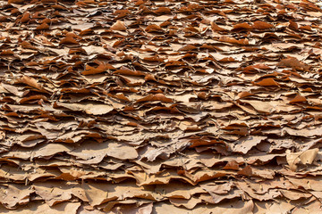 Dipterocarpus tuberculatus Roxb. leaves roof