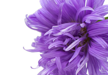 aster flower