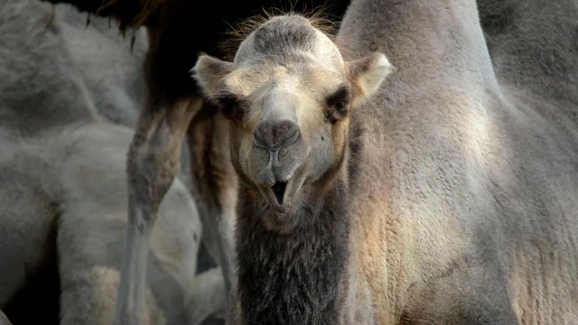 Ruminating bactrian camel (Camelus bactrian)