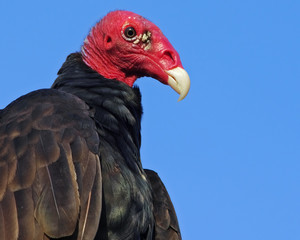 Portrait of a Turkey Volture (Cathartes aura).