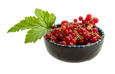 Red currant