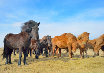 Icelandic free horses
