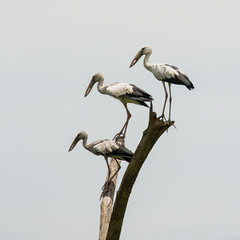 Asian Open-bill stork