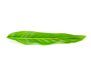Alpinia galanga leaves on white background