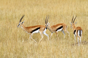 Thomson's Gazelles on the Masai Mara in Africa