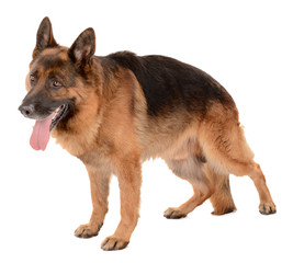 Funny cute dog isolated on white