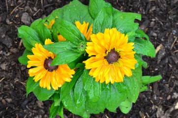 Rudbeckien im Sommerrregen