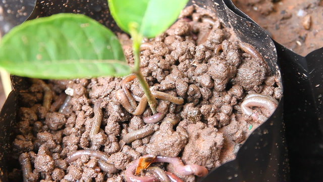 Earthworms close-up