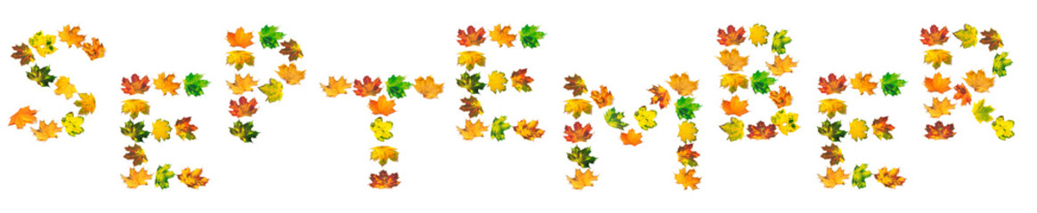 S E P T E M B E R text composed of autumn maple leafs - obrazy, fototapety, plakaty