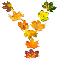 Letter Y composed of autumn maple leafs