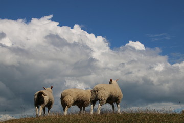 Obraz premium Sheeps looking at the sky