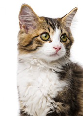 cute little long haired maine cat