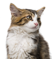 cute long haired maine cat