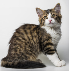cute long haired maine cat