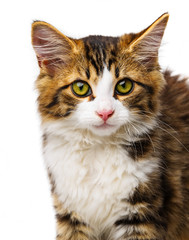 cute little long haired maine cat