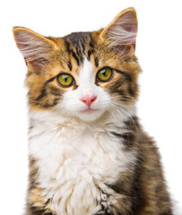 cute little long haired maine cat