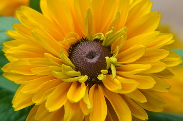 Rudbeckien - Sommerblume gelb braun