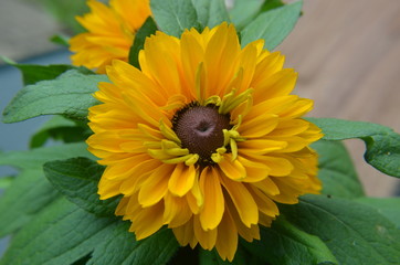 Rudbeckien - Sommerblumen auf Holz