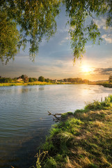 Osier by the river