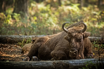 bison cow with calf