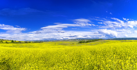 Fototapeta na wymiar shining meadow with blue sky above