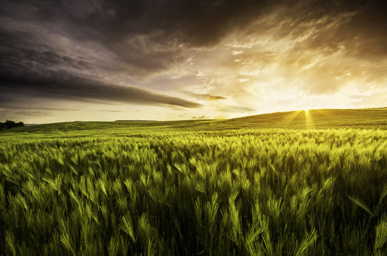 very atmospheric view of a wheat field at sunset with dramatic s