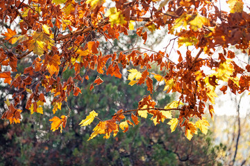 leaves in the park