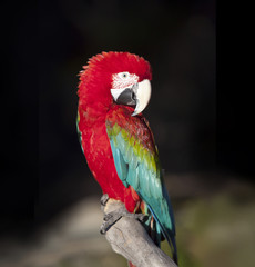 Macaw parrot