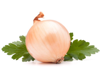 Onion vegetable bulb and parsley leaves still life