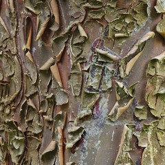 Zypresse Rinde - cypress bark 02