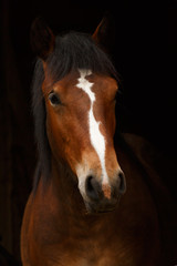 Obraz premium Thüringer vor schwarzem Hintergrund