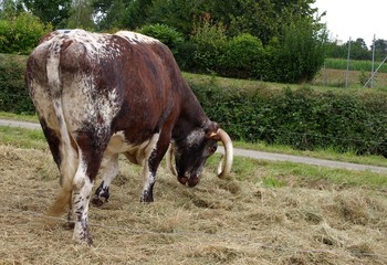 Le boeuf