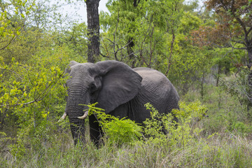 Elefant, Afrika
