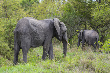Wilde Elefanten, Afrika