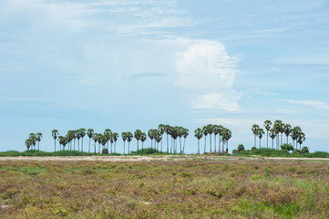 landscape of grass and coconut trees